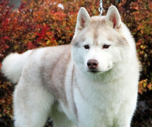 Photo of Huskavarna’s Medaglia D’Oro