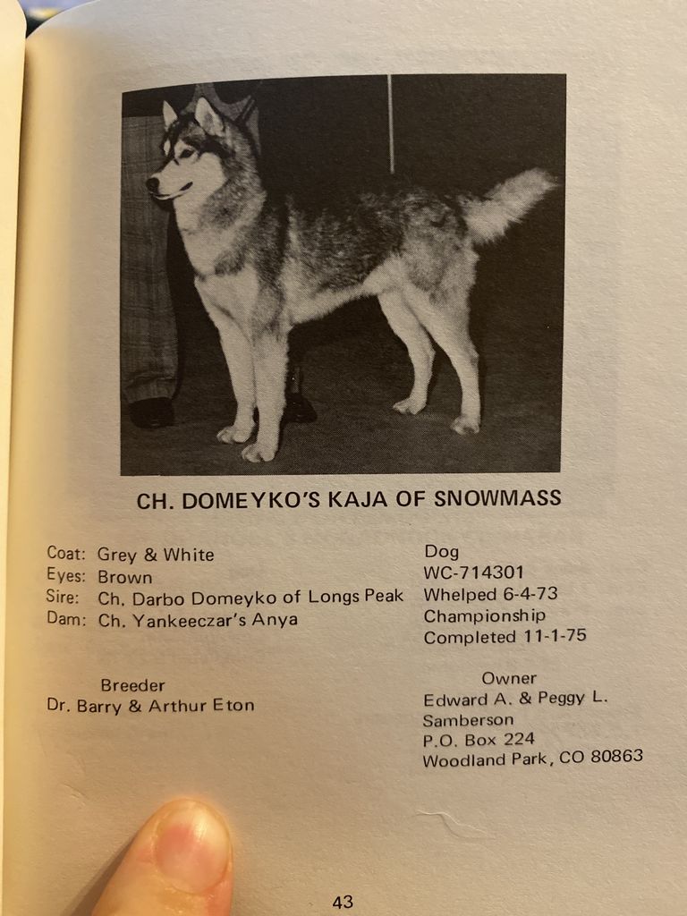 Photo of Domeyko’s Kaja of Snowmass