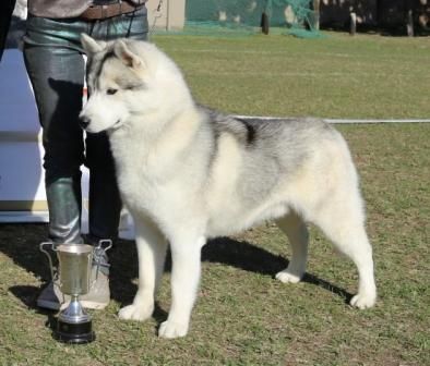 Photo of Kamchatka Razzmatazz