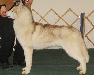 Photo of Jo-Kar’s Cinnamon Sinner