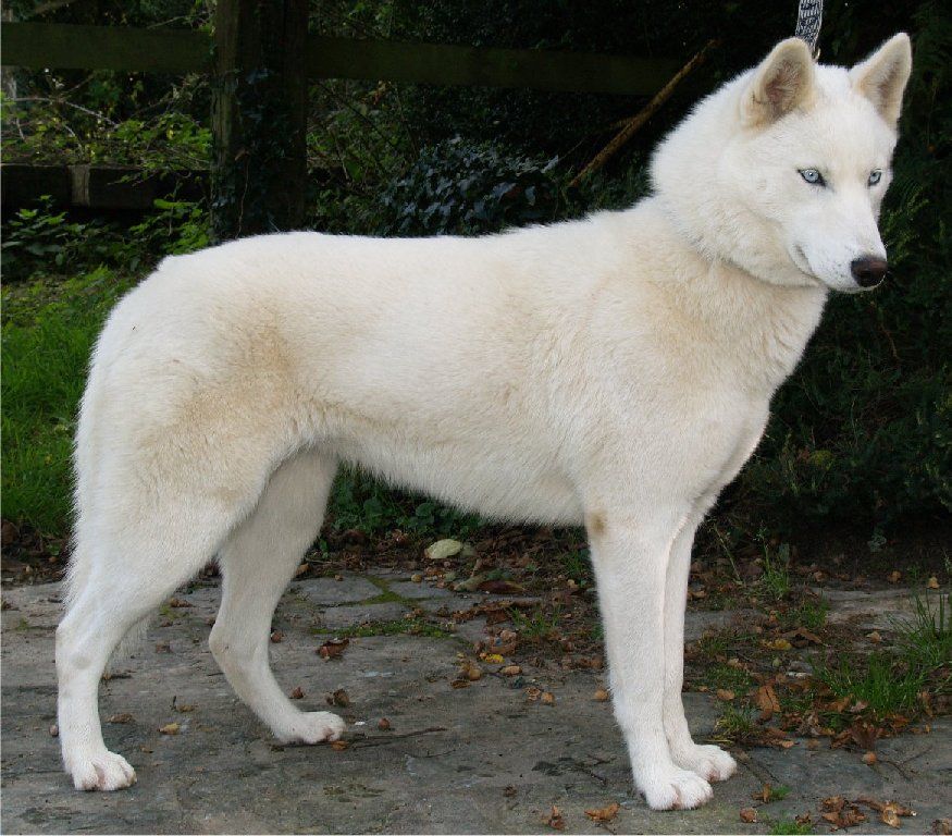 Photo of Liubov’s Crystal de Neige