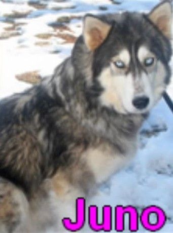 Photo of The Husky Ranch’s Juno