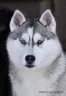 Photo of Karnovanda's Gracianna