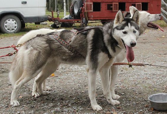 Photo of Svartedalens Husky Tanana