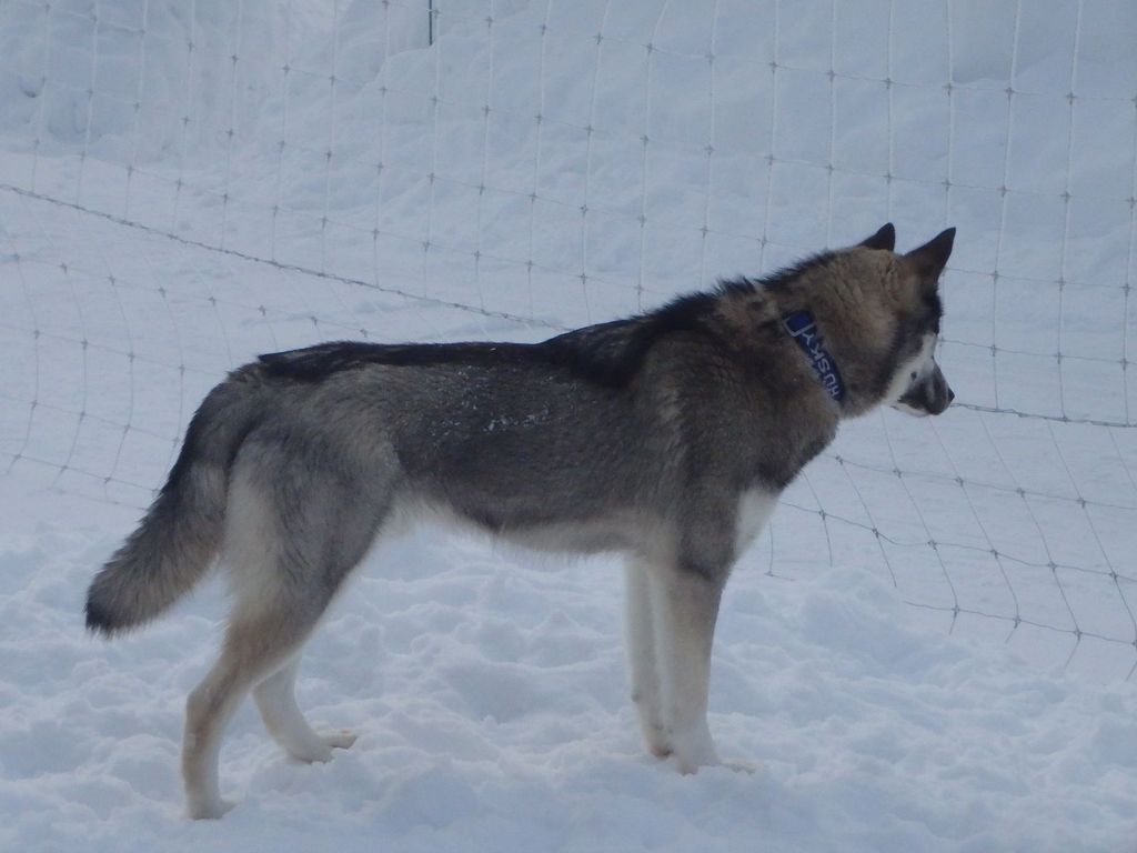 Photo of Wilcza Dusza C-Blackberry