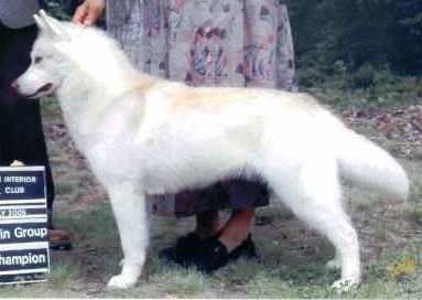 Photo of Nanook’s Running With The Pack