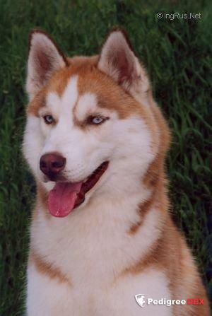 Photo of Husky Haven Vale Man