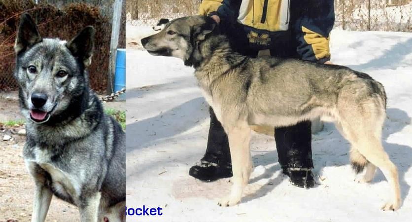 Photo of Howling Spirits Rocket