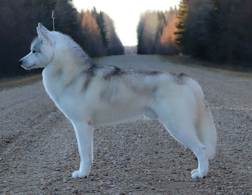 Photo of Nanook’s Northern Kreeko (AI)