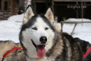 Photo of Moonflower Of Blue Eyed Winni