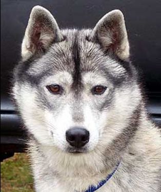 Photo of Blizzard Run's Sibersong Kadee