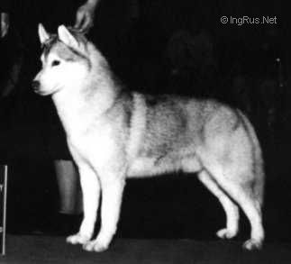 Photo of Innisfree Tsihan Of Sno Sky