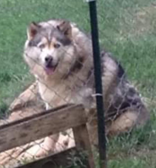 Photo of White Fang Sloan
