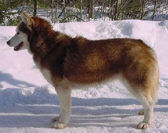 Photo of Kiana’s Kopper Kyia