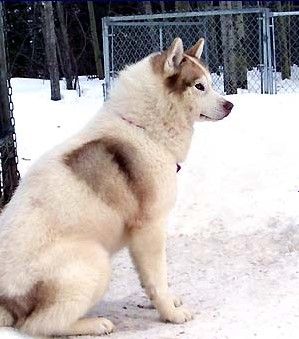 Photo of Arcticsun’s Pyromania