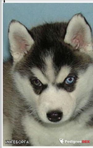 Photo of Actual Dog Ingeborga