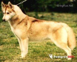 Photo of Kossok’s Kiska Of Oakcrest