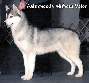 Photo of Aatukwoods Without Valor