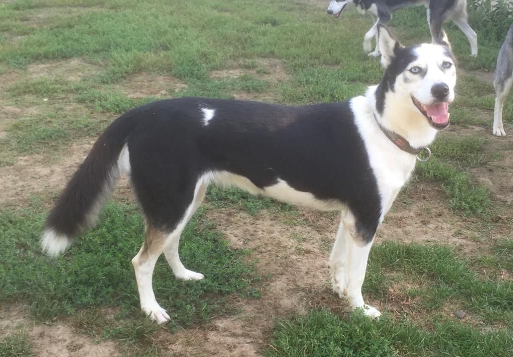 Photo of Eyleen ab Canis Polaris
