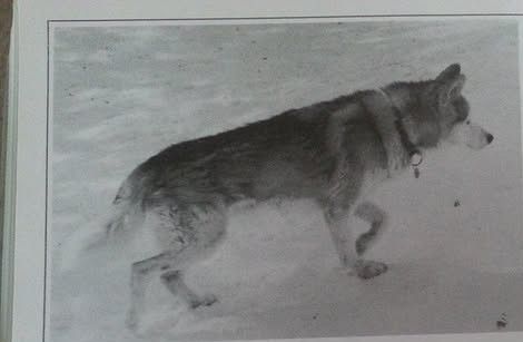 Photo of Kodiak's Northern Maple