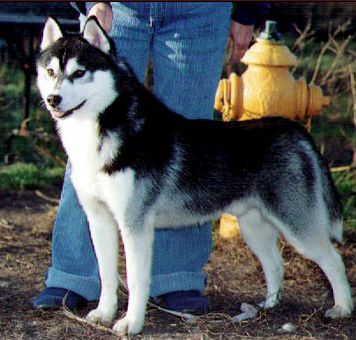 Photo of Kortar’s Kharmingprince