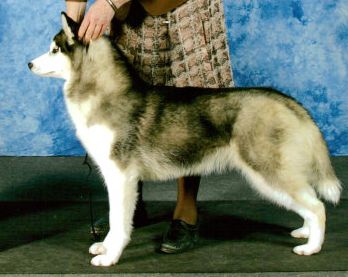 Photo of Bain's Northern Let It B'Jazz