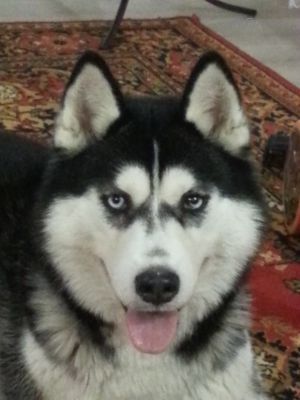 Photo of Zoloto Nebes Nirvana