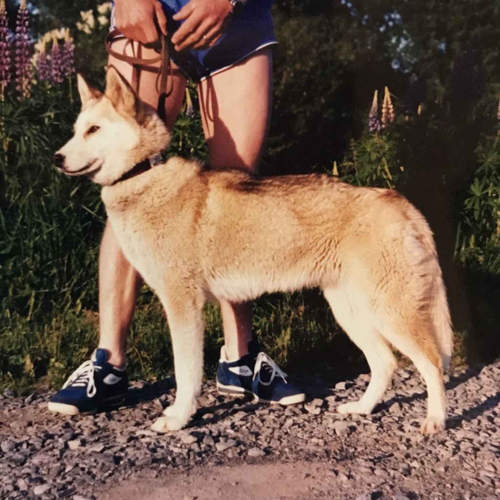 Photo of Gasell av Vargevass-A