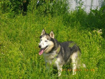 Photo of Lutiy (UKR 2004)