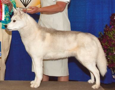 Photo of Kczar's Matovoya Lisa