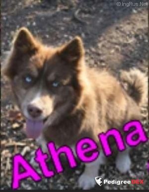 Photo of Athena Girl