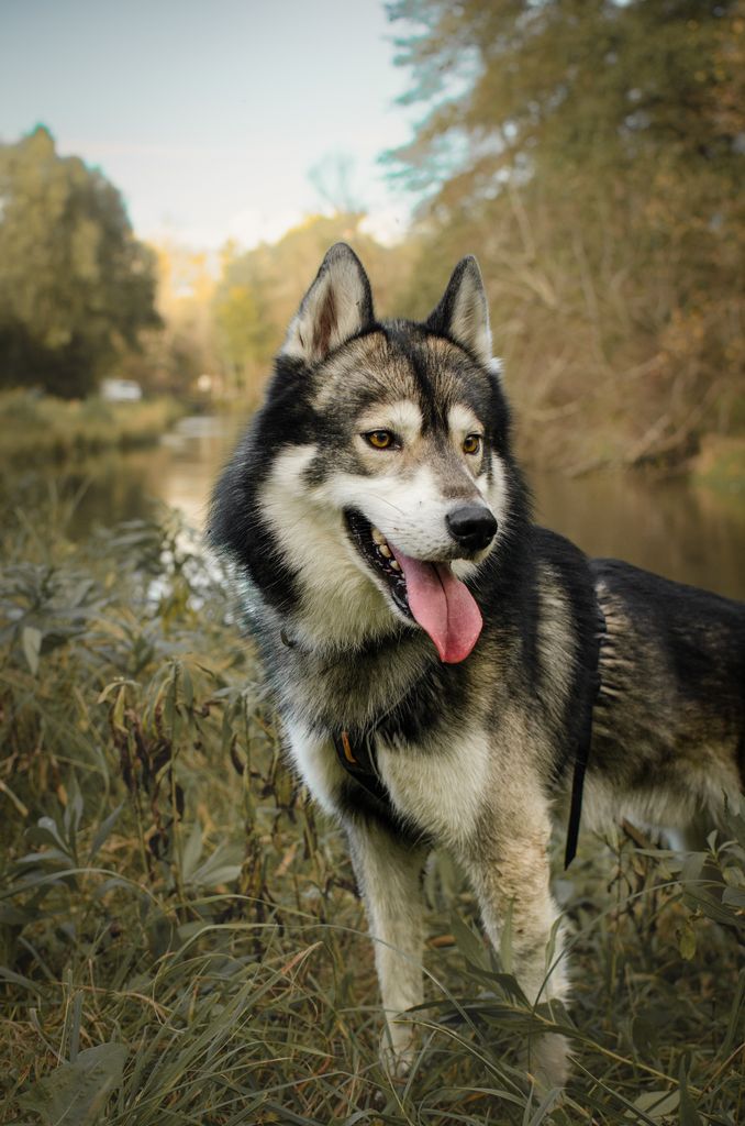 Photo of Yoshi Wolf Anana Amarok