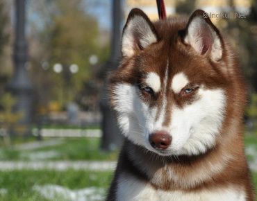 Photo of Olimpia Graci S Goluboy Zvezdy