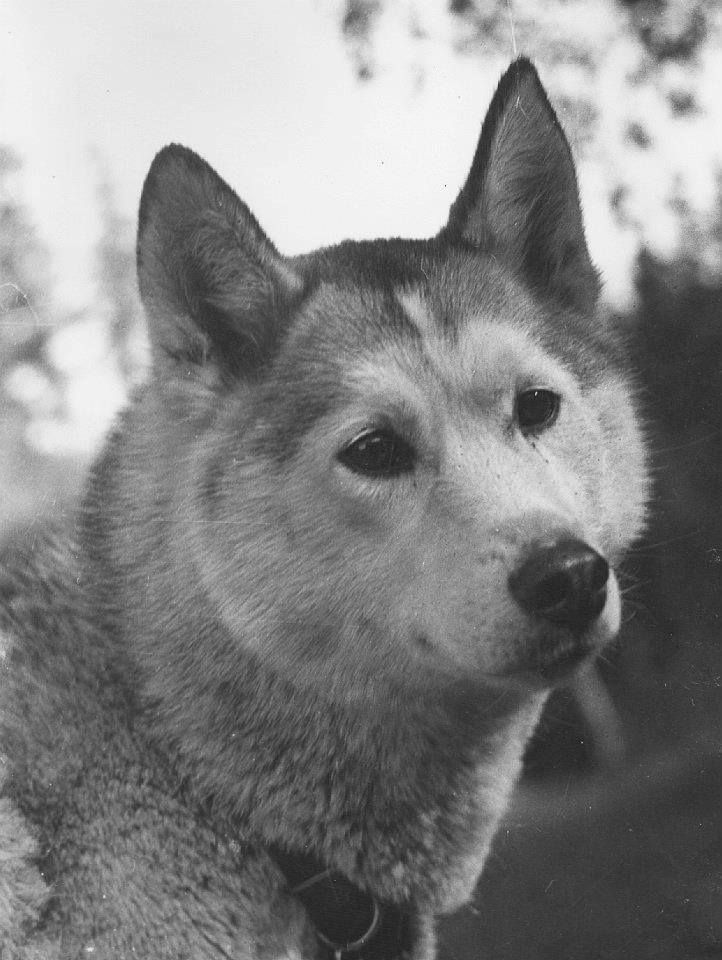 Photo of Talitta Of Kolyma