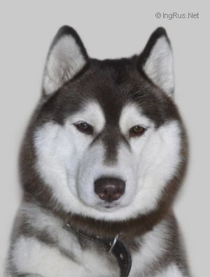 Photo of Husky Haven Melodik Voice