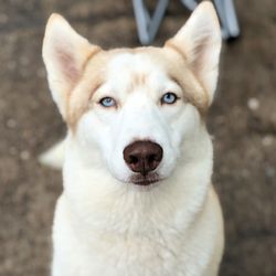 Photo of Nikita Queen of Mischief