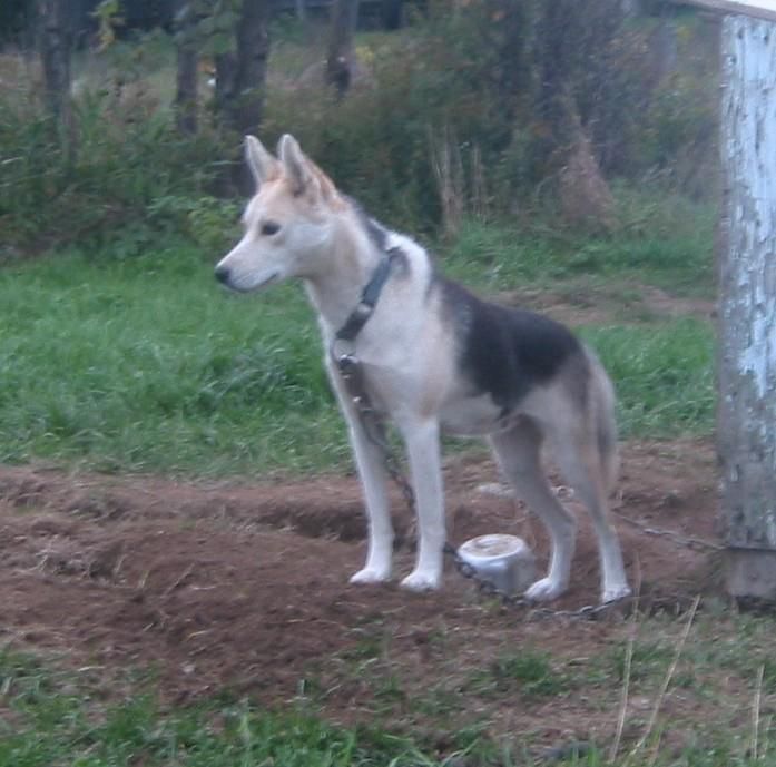 Photo of Boika of Seppala