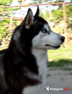 Photo of Kanita Eskimoski Domek