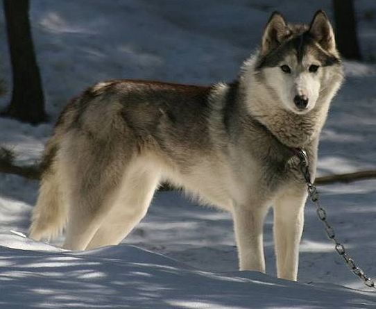 Photo of NorthWapiti's Comet