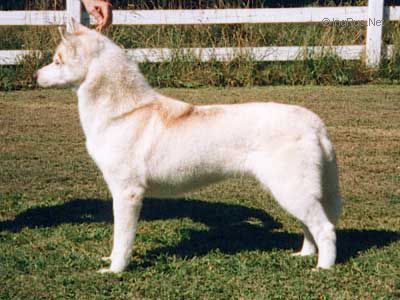 Photo of Nanook’s Samhain Aspenglow