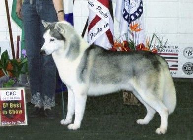 Photo of Vega Star’s Yahoo