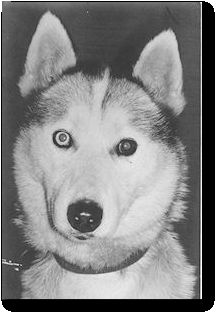 Photo of Alaskan’s Malchek Of Anadyr