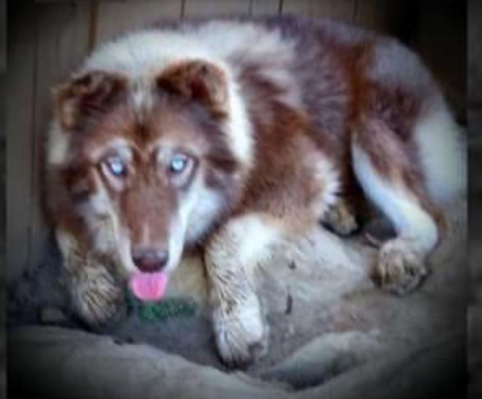 Photo of Hughes Red Wolf "Solo"