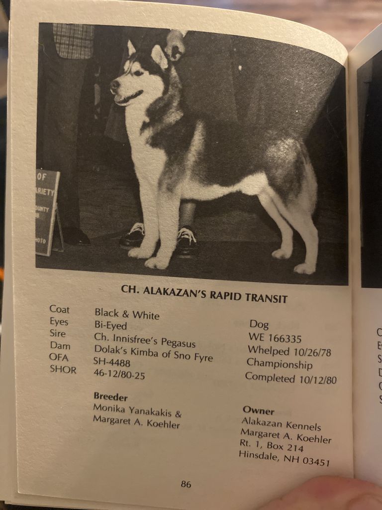 Photo of Alakazan’s Rapid Transit