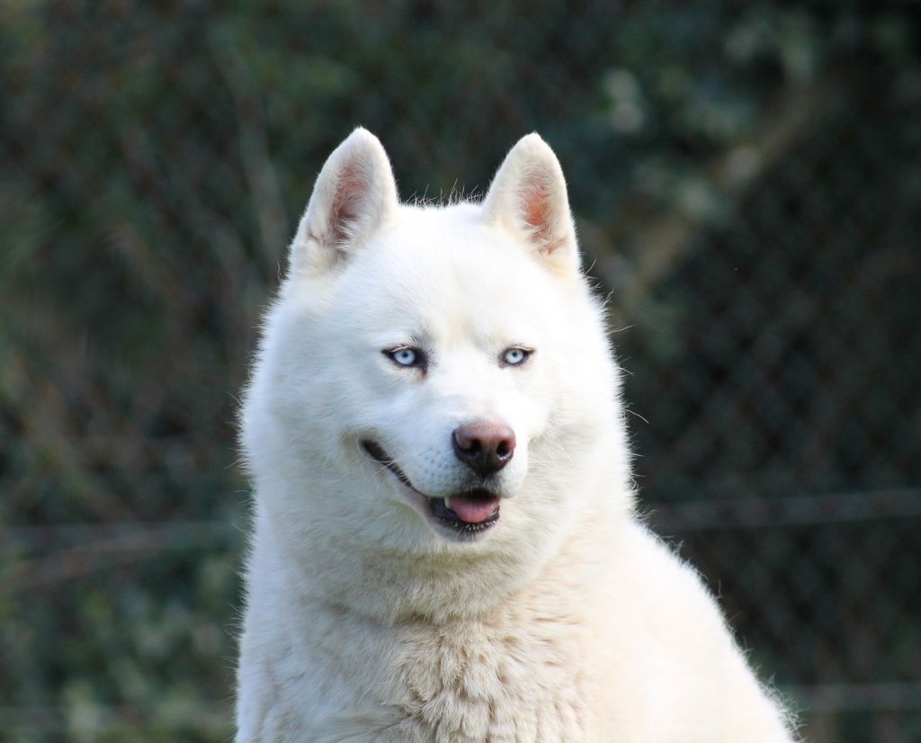 Photo of Liubov's Gino