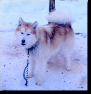 Photo of Alaskan’s Goosak Of Anadyr