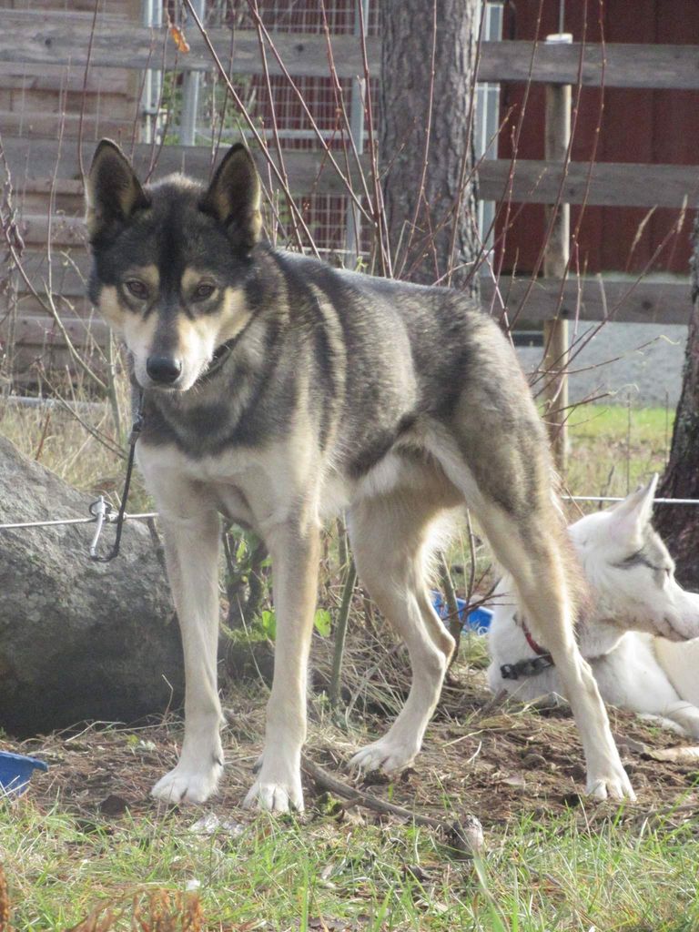 Photo of Winter Ronins Adventure Logan