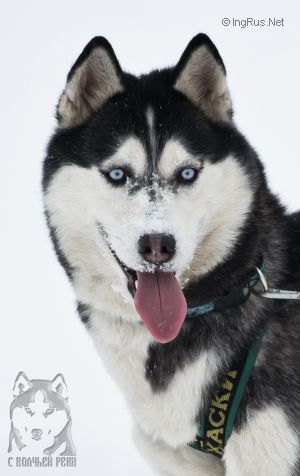 Photo of Isolda