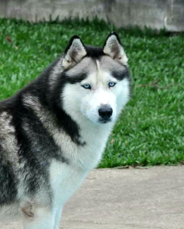 Photo of Thor Maximus (Siqueira)
