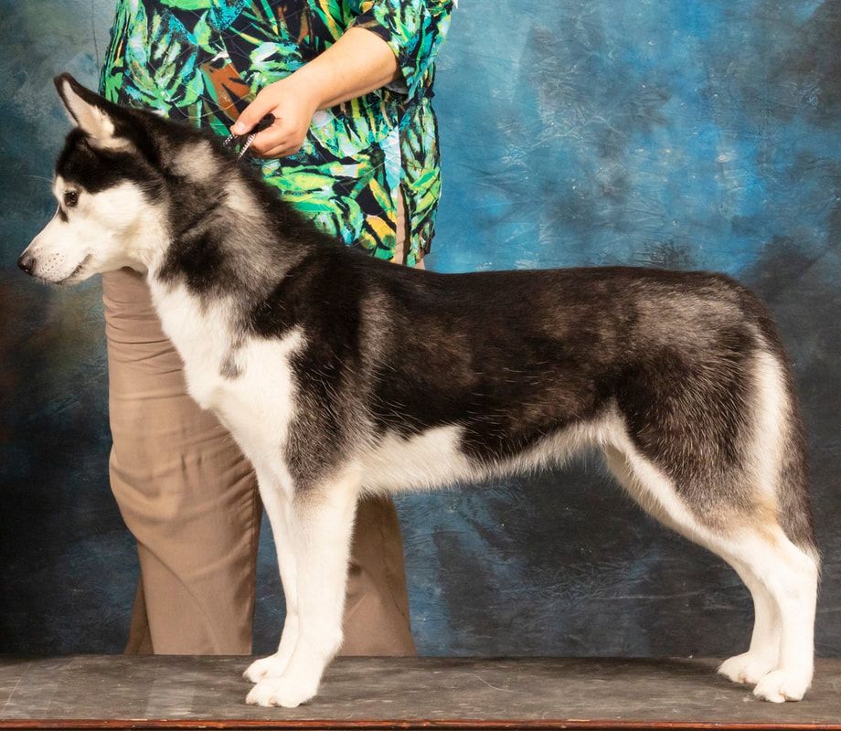 Photo of Echoing Wind Kodiak Stand By Me